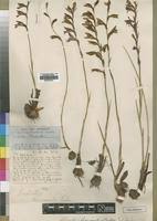 Image result for Gladiolus unguiculatus