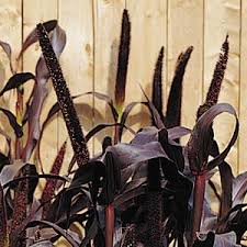 Maybe you would like to learn more about one of these? Millet Purple Majesty 100sds Wht Wellgrow Seeds Wht Wellgrow Seeds