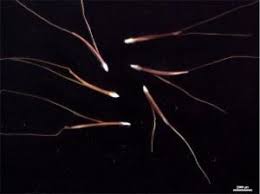 Image result for Enteropogon