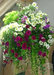 Saturday Inspiration Hanging Basket In 2020 Hanging Flower Baskets Outdoor Wedding Outdoor Events