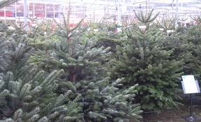 Christmas parties in kent don't get any more spectacular than best parties ever's 'burlesque'. Kent Christmas Trees Kent Christmas Trees