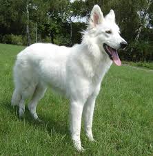 German Shepherd Wolf Mix Google Search White German Shepherd White Shepherd Shepherd Dog Breeds
