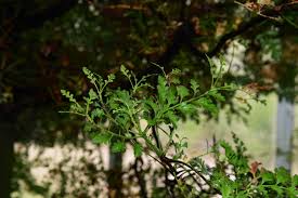 Image result for Phyllocladus trichomanoides
