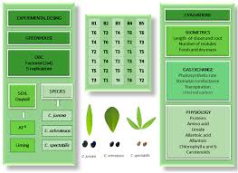 Image result for Crotalaria reptans- intermediates with pisicarpa