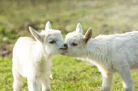 Pin On Farm Goats