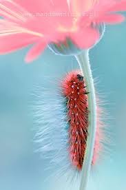 Big Fuzzy Black And Red Caterpillar I Like Hair Like Features How They Really Suggest And Imply Texture Amazing Nature Photography Beautiful Bugs Amazing Nature
