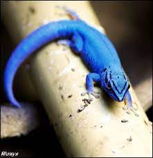 Whisperofvintage Reptiles And Amphibians Cute Reptiles Amphibians