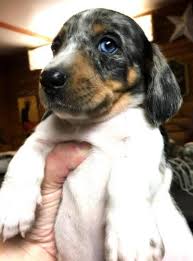 Mum is a chocolate dapple miniature dachshund kc registered and pra cleared. Miniature Dapple Dachshund Puppies For Sale In Spokane Washington Classified Americanlisted Com