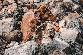 Matching Dog Collar, Leash, and Harness for Exploring the Outdoors