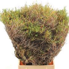 Image result for Euphorbia espinosa