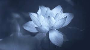 Lotus Flower Monochrome Photography Wallpaper Lotus Flower Wallpaper Flower Wallpaper Plant Wallpaper