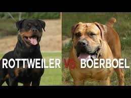 Aug 15, 2021 · the only way to find out is to find a pit bull or rottweiler mix that is willing to bite a pit bull or rottweiler mix and let him train. Rottweiler Vs Boerboel A Battle Of Big Dogs Youtube