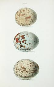 Bird Egg White With Brown Speckles Nature Illustration A Group Of 3 Speckled Bird Eggs In Cream And Pale Blue With Brown Speckles And Markings With Images Bird Eggs Bird Prints Historical Illustration