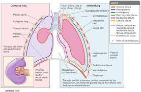 Resultado De Imagen Para Pleura Parietal Mediastinica Body Diagram Human Body Diagram Anatomy