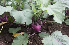 You can sow kohlrabi seeds as long as temperatures are greater than 40°f (4.5°c). Growing Kohlrabi Jessie Keith
