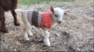 Know And Tell Three Baby Goats Frolic In Tiny Hand Knit Sweaters Abc7 San Francisco