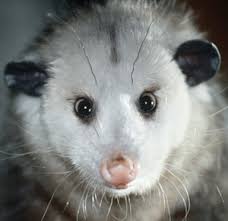 So, possums can climb trees but they do not live in trees. Dnr Fish Wildlife Opossum