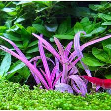 Image result for Hygrophila cataractae