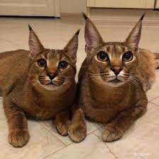 Berharap postingan background ppt hijau. Pin By X3gumble On Cat Cats Baby Animals Cat Aesthetic