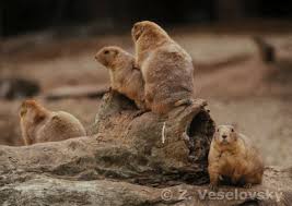 Image result for Cynomys ludovicianus obrázek