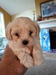 Maybe you would like to learn more about one of these? Maltipoo Puppies For Sale Imlay City Mi 300669