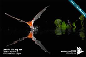 Birds On The Bat Twitter Bat Conservation Int On Wildlife Conservation Projects Bat Conservation International Fish Swimming