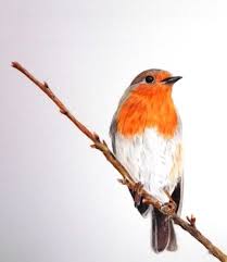 Glennis Weston Colored Pencil Bird Drawings Color Pencil Drawing Art Inspiration Painting