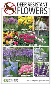 Deer Resistant Bulbs And Perennials Deer Resistant Flowers Deer Resistant Perennials Deer Resistant Landscaping