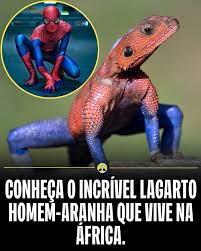 Sabedoria Liberta | O lagarto-agama de cabeça chata de Mwanza ficou conhecido como o “lagarto Homem-Aranha” por causa de sua coloração impressionante, vermelho... | Instagram