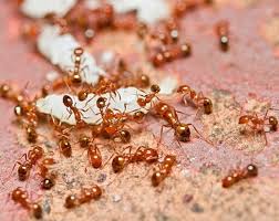 How to get rid of tiny little ants, those pesky tiny little ants that crawl on your counter, get into your cereal, rove in your pantry and swim in your coffee mug, yet you never see where they come from or where they go or how they got into your home. Oklahoma Ant Id Guide Emtec Pest Control
