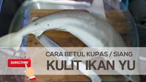 Jika dimasak menu makanan yang sama saja tentulah ahli keluarga akan jemu. Cara Kupas Siang Ikan Yu Youtube