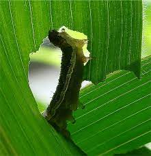 Leaf Eating Caterpillars Use Their Poop To Trick Plants Live Science