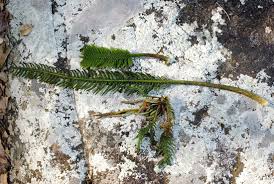 Image result for Hydrostachys polymorpha