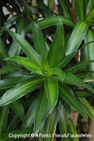 Image result for Dracaena reflexa
