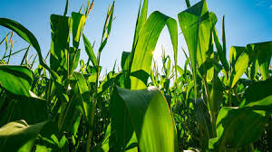 The United Statess Corn Belt Is Making Its Own Weather