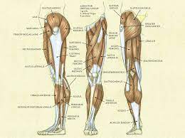 They bear the weight of the upper body. Muscles Of The Leg And Foot Classic Human Anatomy In Motion The Artist S Guide To The Dynamics Of Figure Drawing
