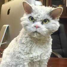 White And Gray Cat With Fluffy Curly Fur And Green Eyes Angry Face Cat That Has A Coat Cats Grey Cats Cat Diseases