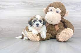 We did not find results for: Teddy Bear Puppies For Sale