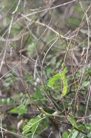 Image result for Tephrosia pentaphylla