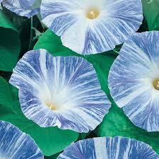 Maybe you would like to learn more about one of these? Morning Glory Seeds Flying Saucers Mckenzie Seeds