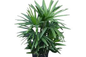 Image result for Thunbergia laborans