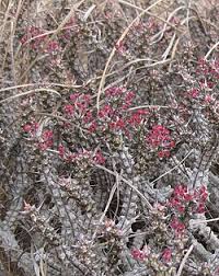 Image result for Euphorbia unicornis