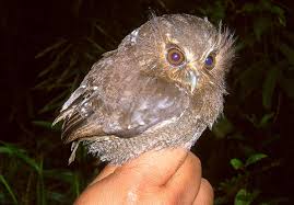 Are there any animals that have light brown eyes? Tiny Rare Owl Spotted In Peru Reserve