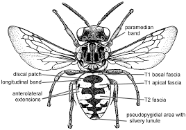See more of black diamond pest control on facebook. A Revision Of The Cleptoparasitic Bee Genus Epeolus Latreille For Nearctic Species North Of Mexico Hymenoptera Apidae