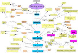 Digestive System Digestive System Anatomy Human Digestive System Digestive System