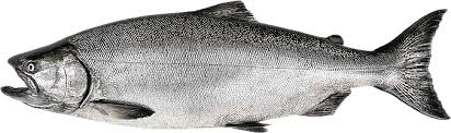 Download Wild Salmon Png Chinook Salmon Fish Png Image With No Background Pngkey Com Purepng is a free to use png gallery where you can download high quality transparent cc0 png images without any background. chinook salmon fish png image with no