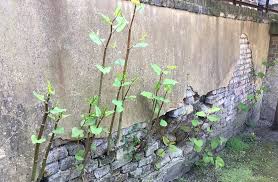 Reynoutria japonica, synonyms fallopia japonica and polygonum cuspidatum, is a species of herbaceous perennial plant of the knotweed and buckwheat family polygonaceae. Does Japanese Knotweed Cause Property Damage Japanese Knotweed Removal By Environet