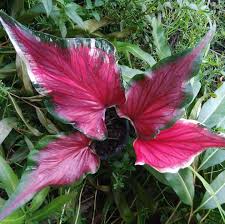 Pin Oleh Yo Facebook Caladium Lifestyle Di Caladium New Hybrid Tanaman Bunga