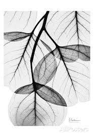 Artistic Black And White Art Photography Flowing Eucalyptus In Black And White Prints Albert Koetsier Allposters Com Black And White Prints Art Black And White Posters