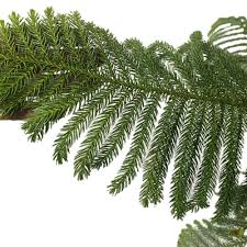 Image result for Araucaria cunninghamii